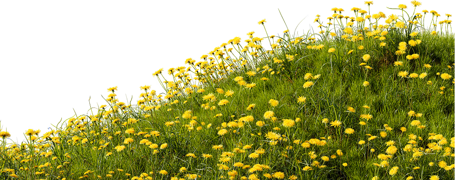 Decoration Image